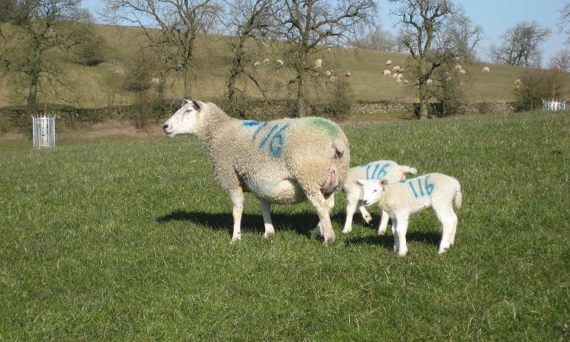 Lambing at Newton Grange