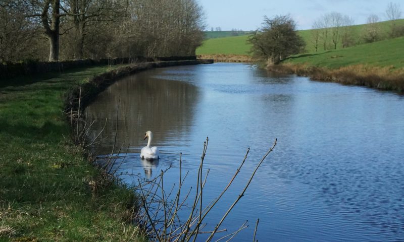 Swan on the canal