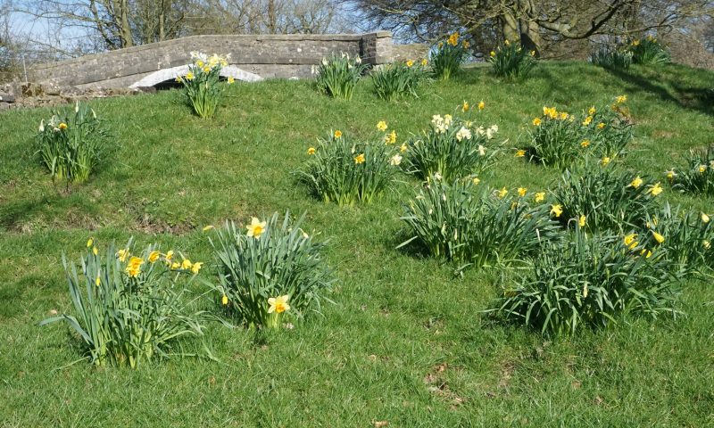 Daffodils in Bank Newton