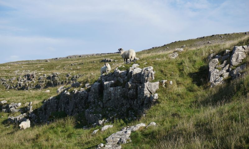 Swaledale sheep