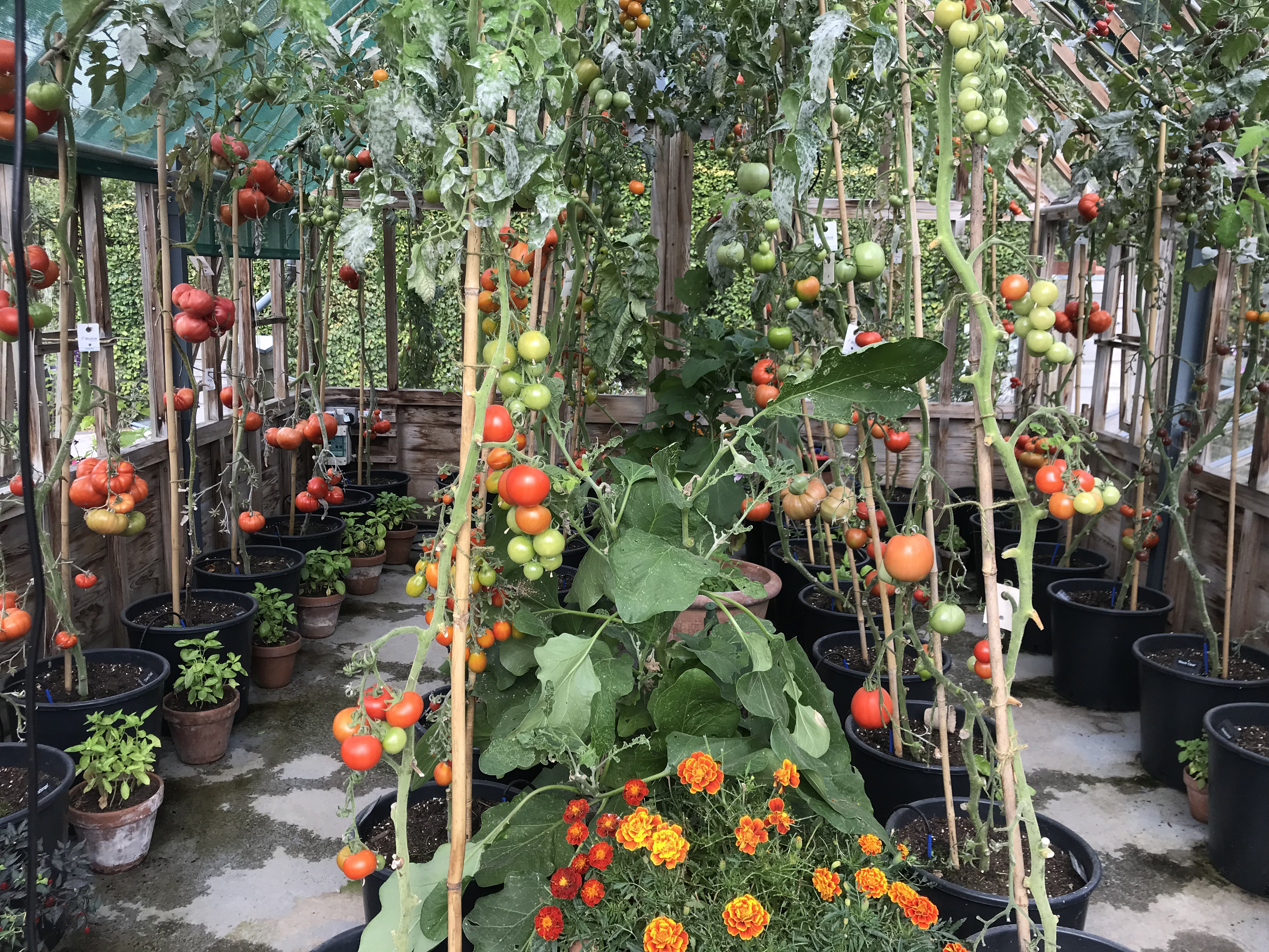Tomatoes at Harlow Carr